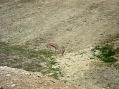 149 BIO PARC DE DOUE LA FONTAINE 4- 2016_000012